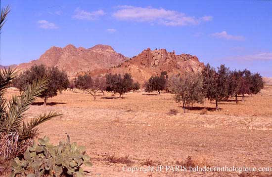 Jebel Zaghouan