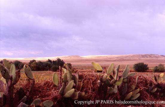 Autours de Tunis