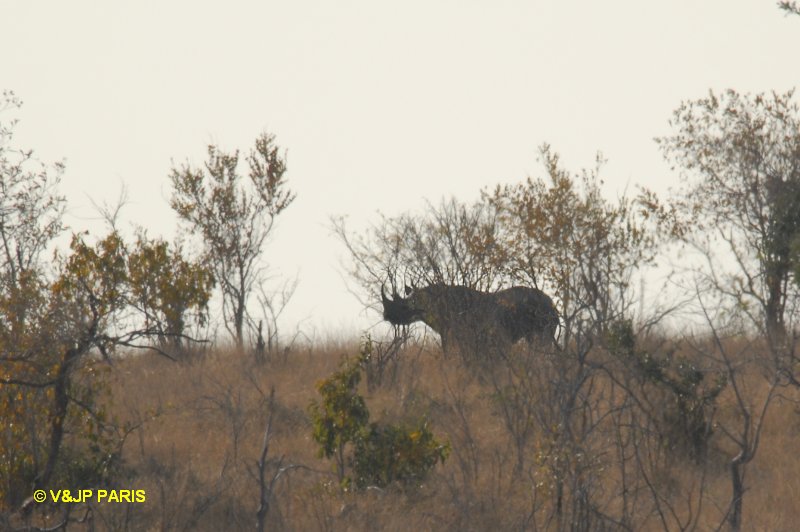 Rhinocéros noir