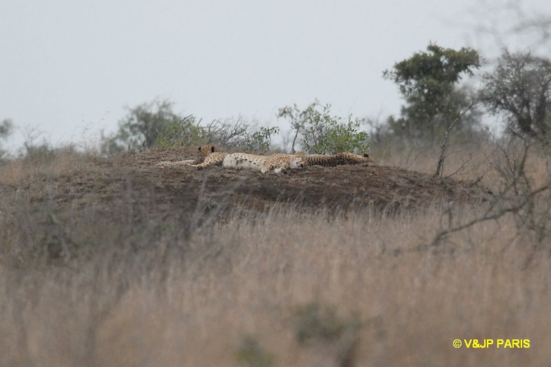 Guépard