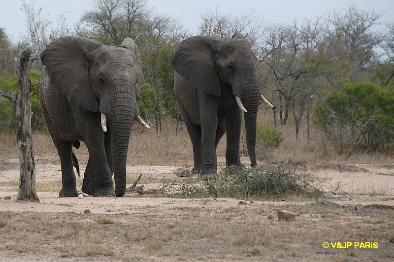 Éléphant d'Afrique