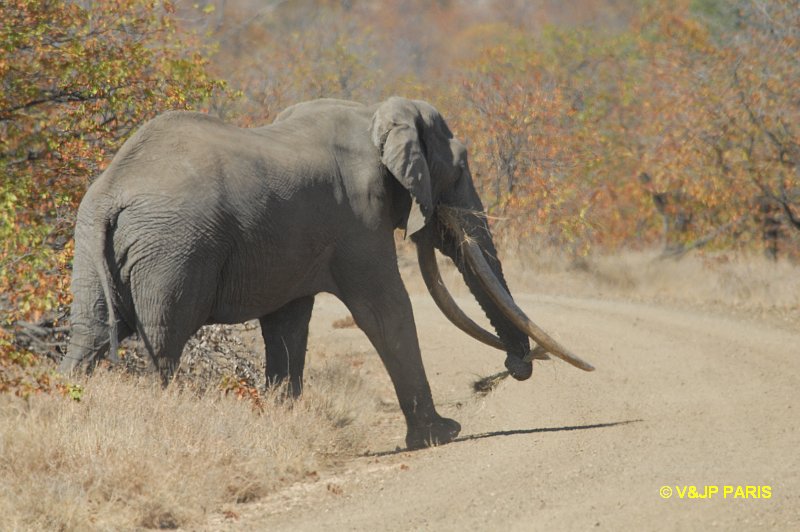 Éléphant d'Afrique