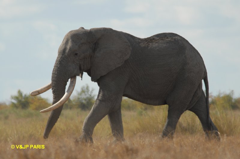 Éléphant d'Afrique