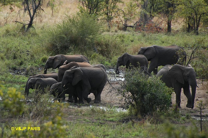 Éléphant d'Afrique