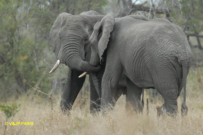 Éléphant d'Afrique