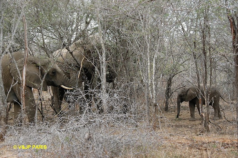 Éléphant d'Afrique