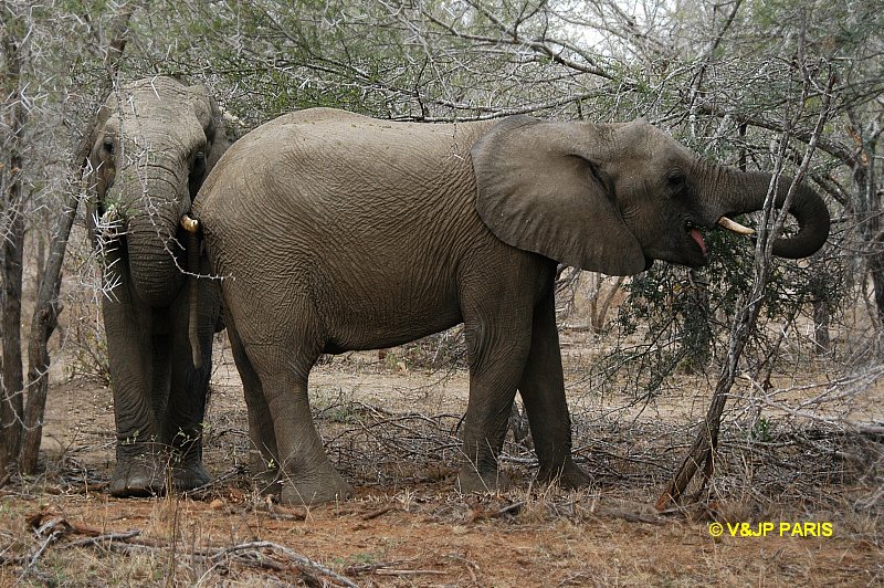 Éléphant d'Afrique