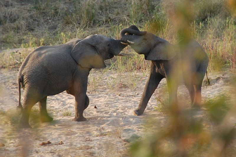 Éléphant d'Afrique