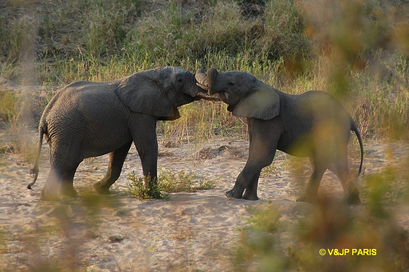Éléphant d'Afrique