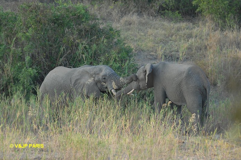 Éléphant d'Afrique