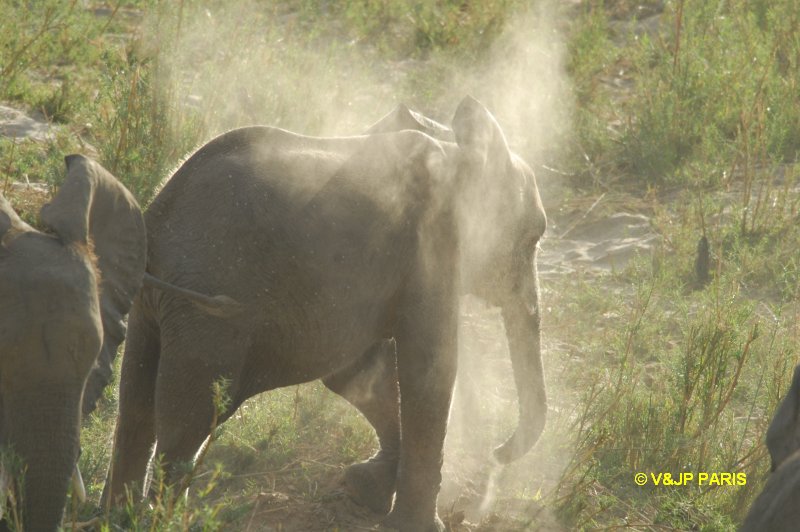 Éléphant d'Afrique
