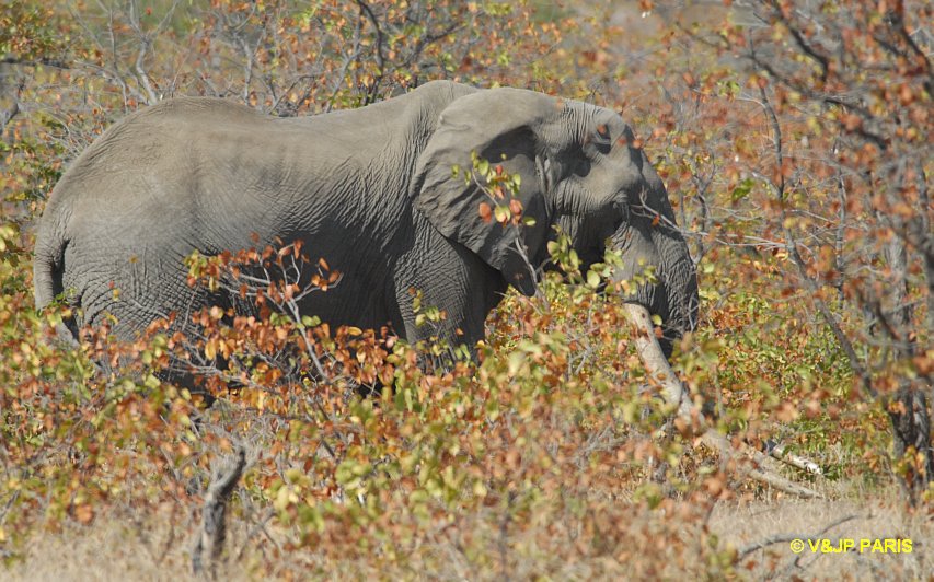 Éléphant d'Afrique