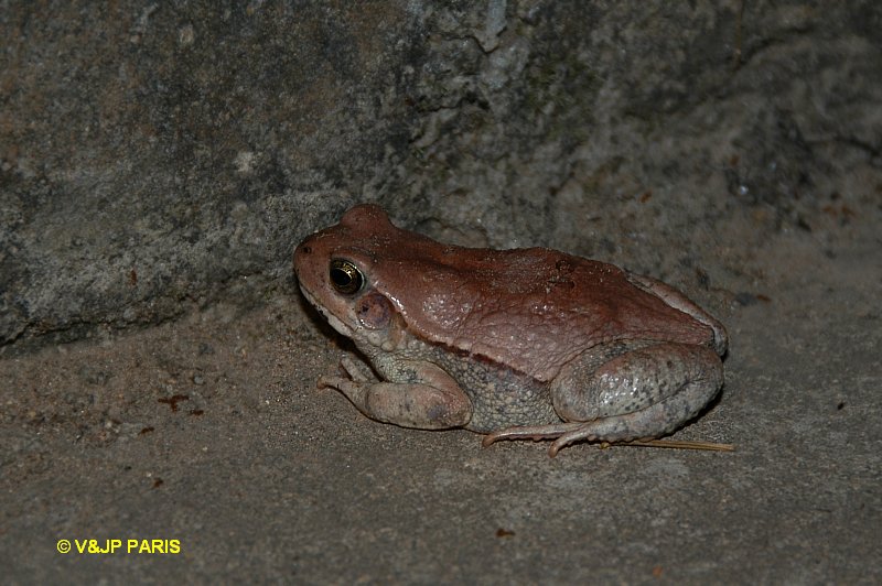 Grenouilles & crapauds d'Afrique