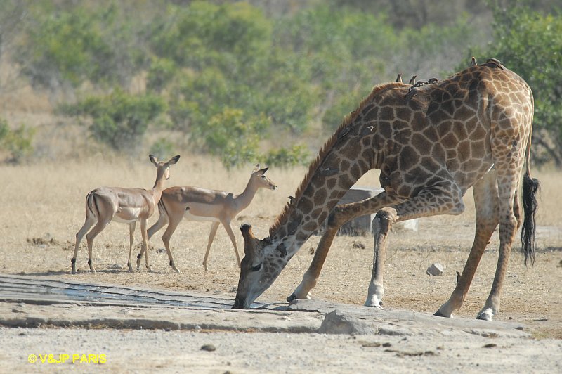 Girafe du Kenya