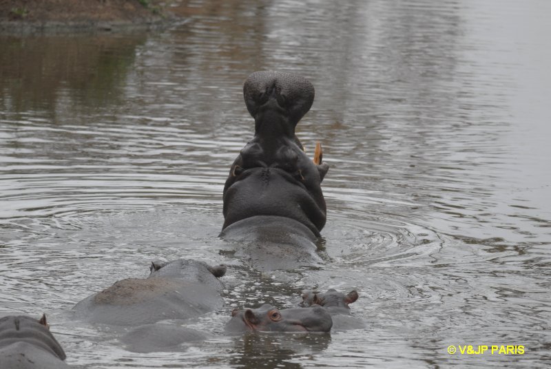 Hippopotame