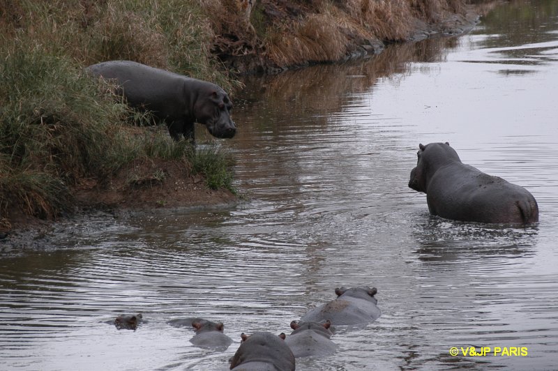 Hippopotame