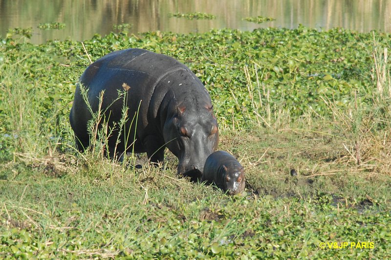 Hippopotame