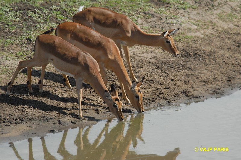 Impala