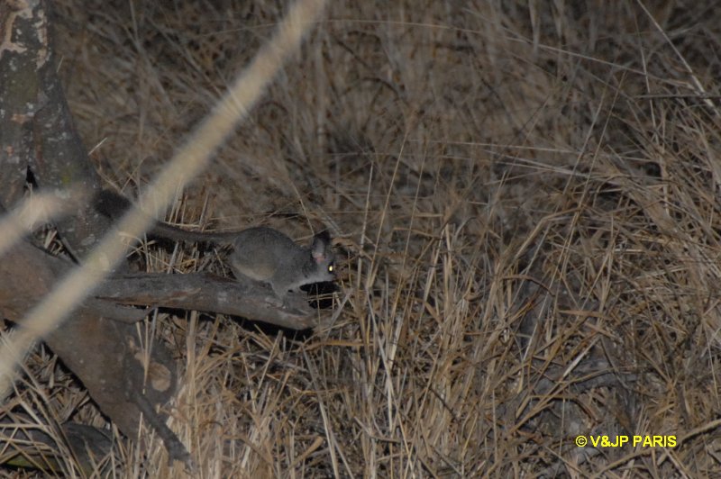 Galago moholi