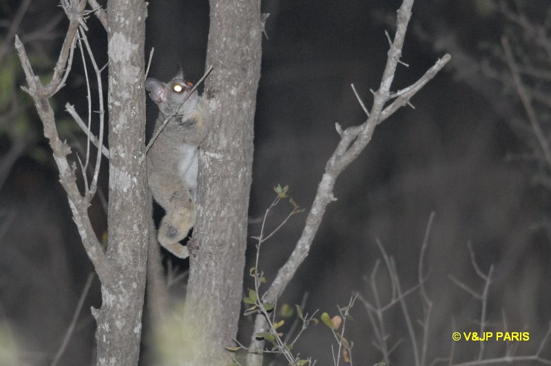Galago moholi