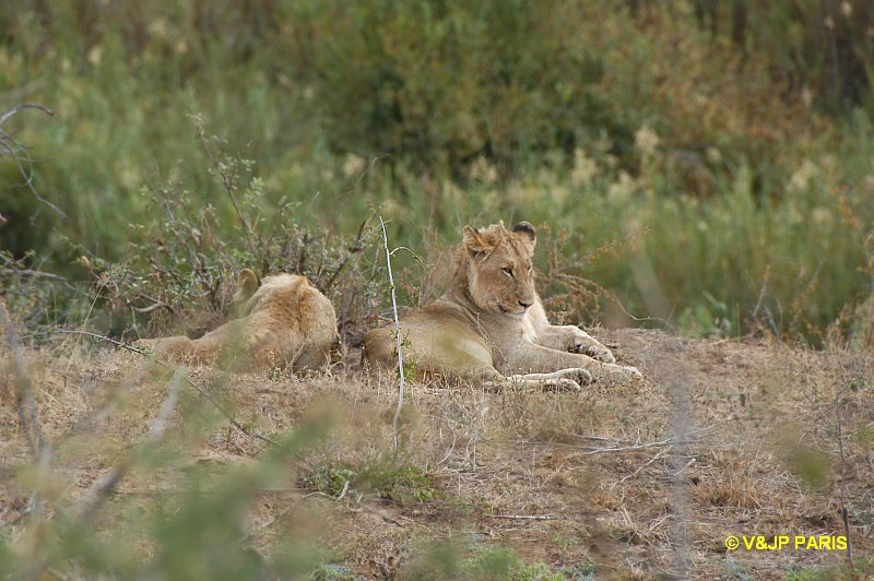 Lion