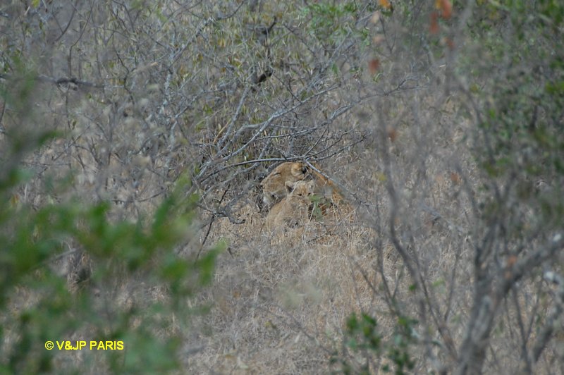 Lion