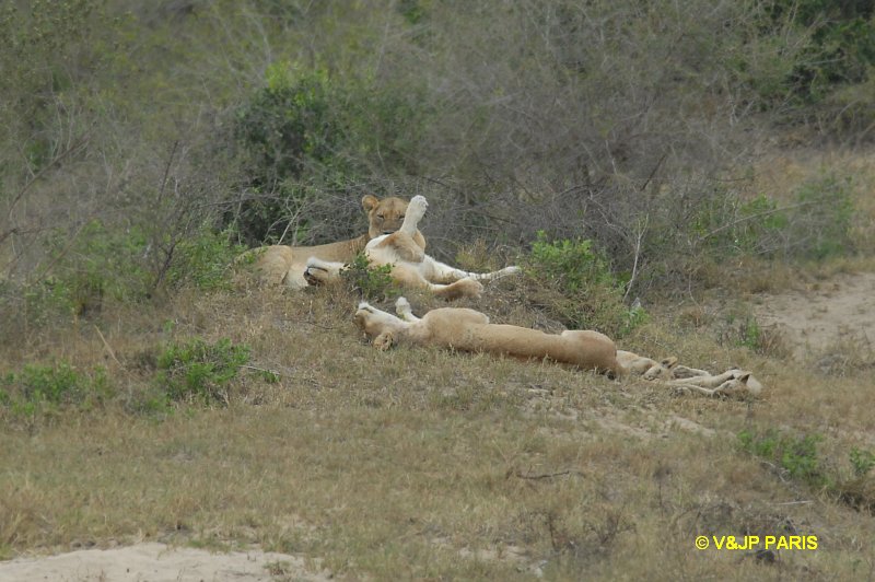 Lion