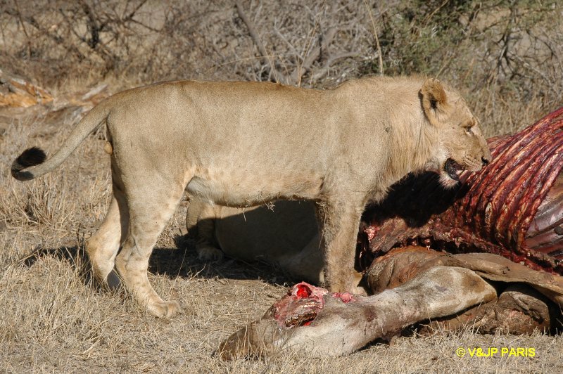 Lion