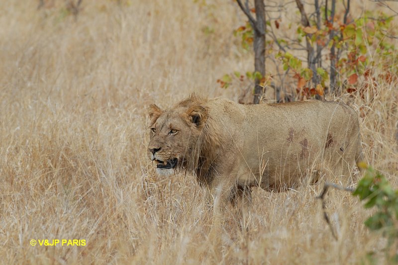 Lion