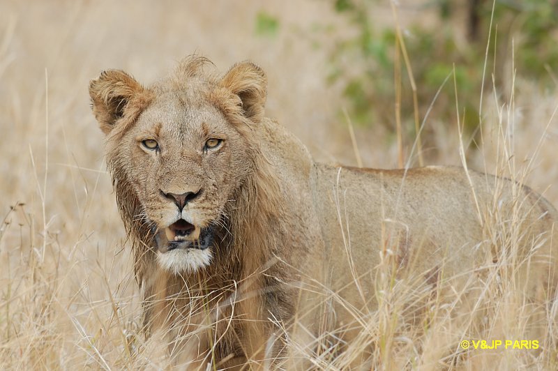 Lion