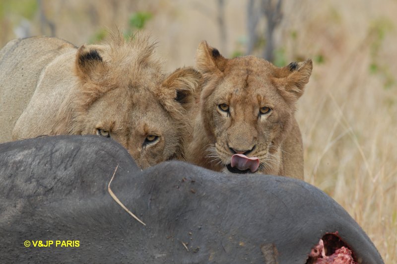 Lion