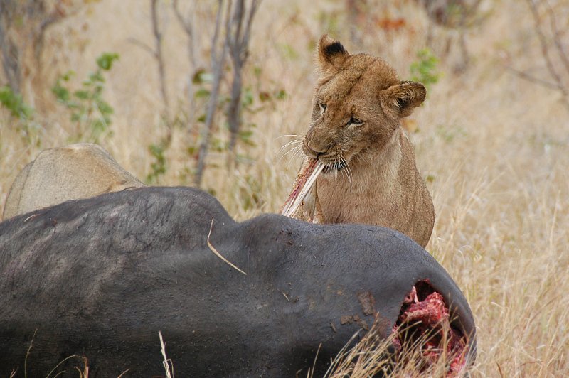 Lion