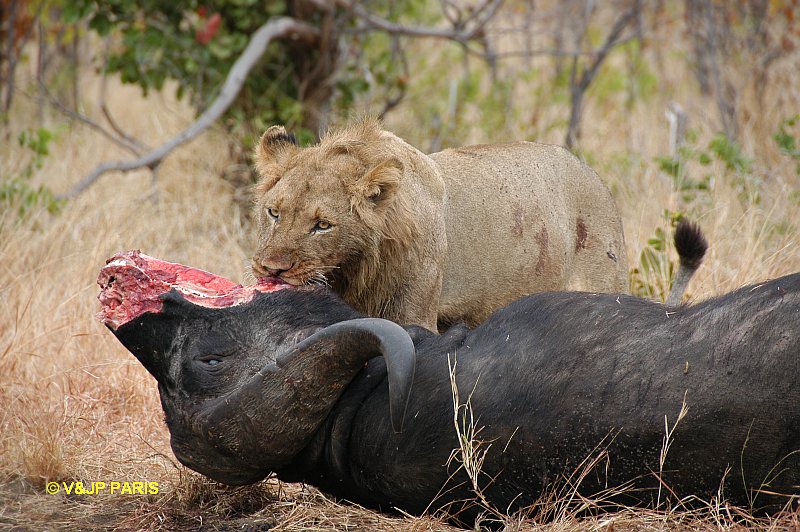Lion