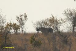 Rhinocéros noir