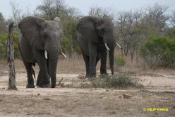Éléphant d'Afrique