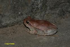 Grenouilles & crapauds d'Afrique