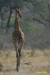 Girafe du Kenya