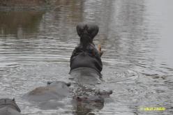 Hippopotame