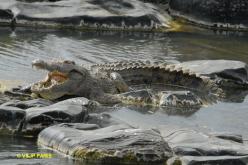 Crocodile du Nil