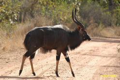 Nyala