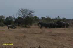 Rhinocéros blanc