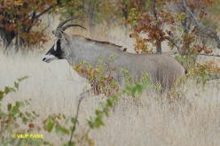 Antilope Chevaline