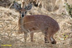 Grysbok de Sharpe