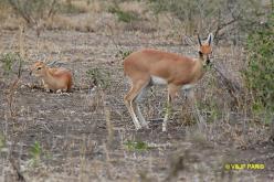 Steenbok