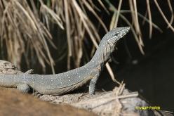 Lézard d'Afrique