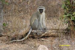 Vervet ou Grivet