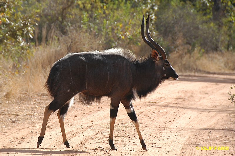 Nyala