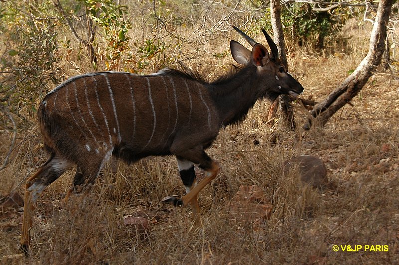 Nyala