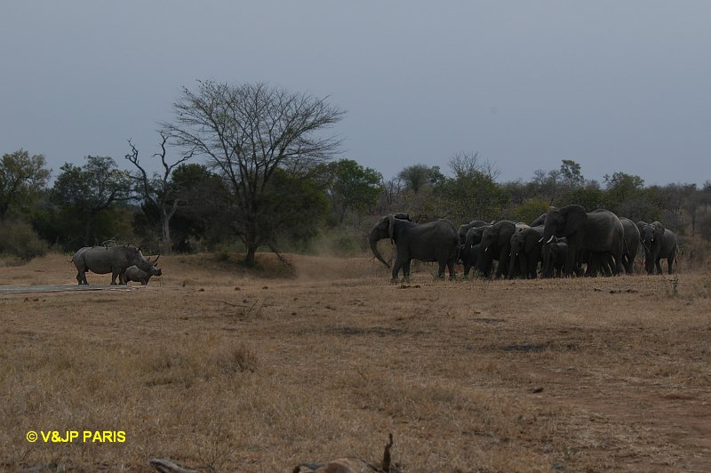 Rhinocéros blanc