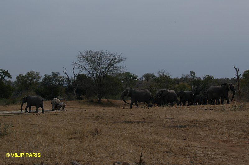 Rhinocéros blanc